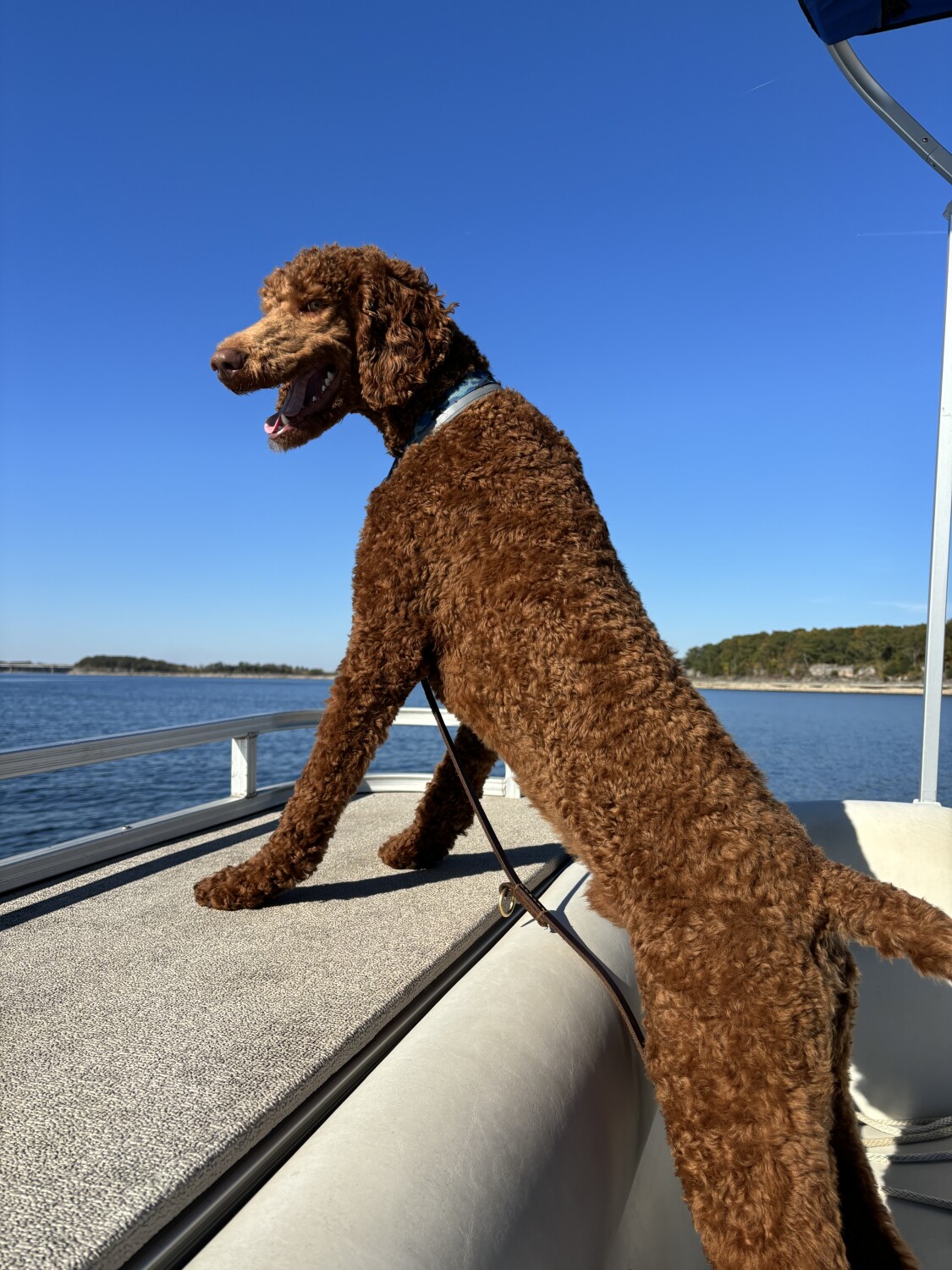 Louie Loves Boating!