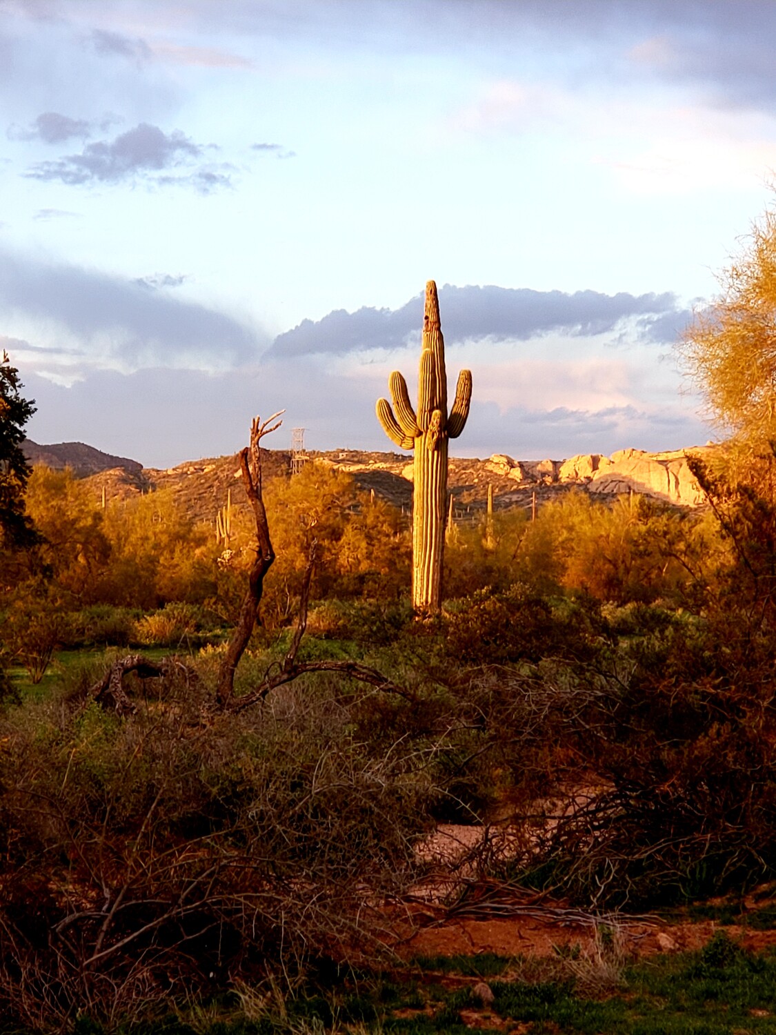 Sunset in the Sonora Desert