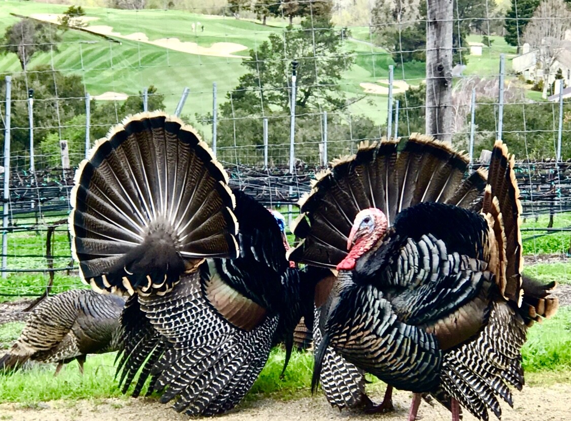 Wild Turkey courtship
