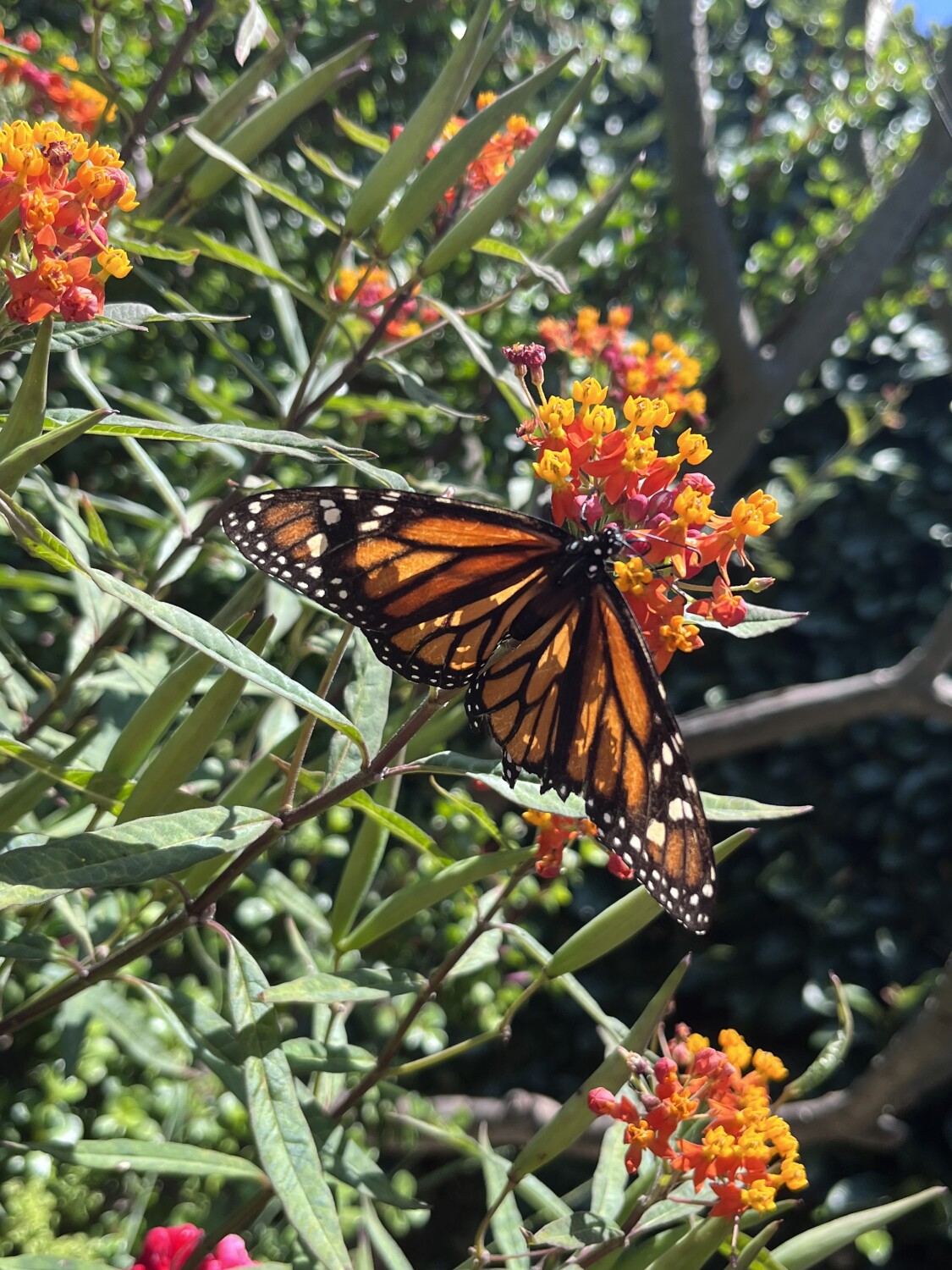 Monarch on a milkweed plant