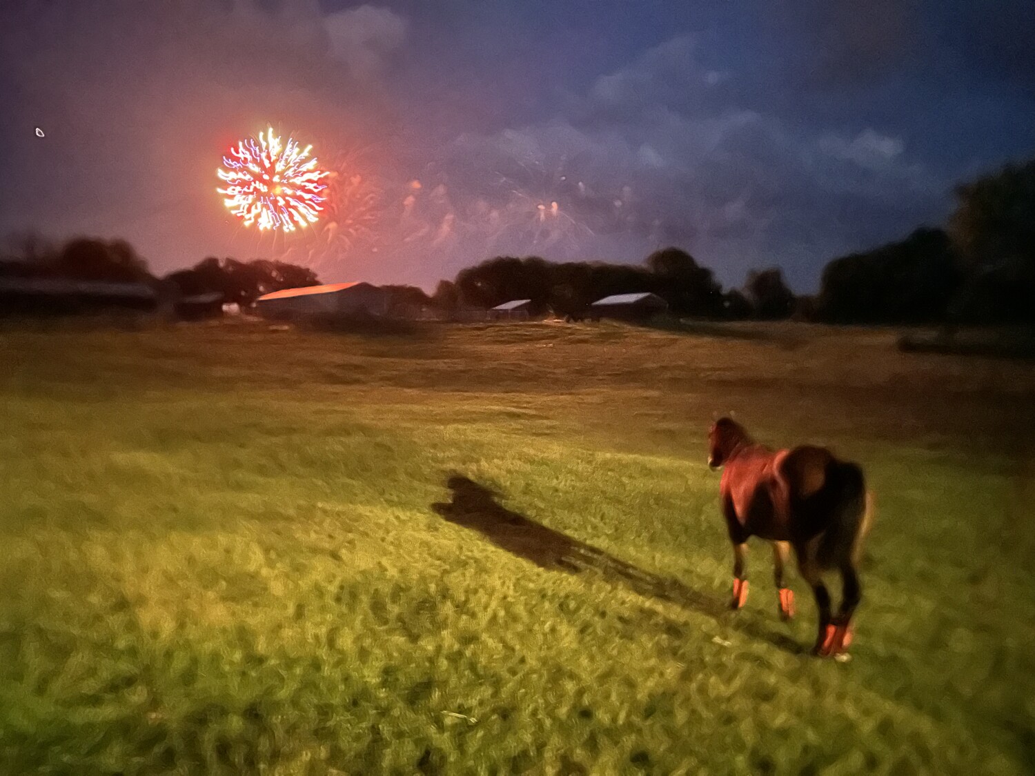 Keeping Buddy Company During The Fireworks