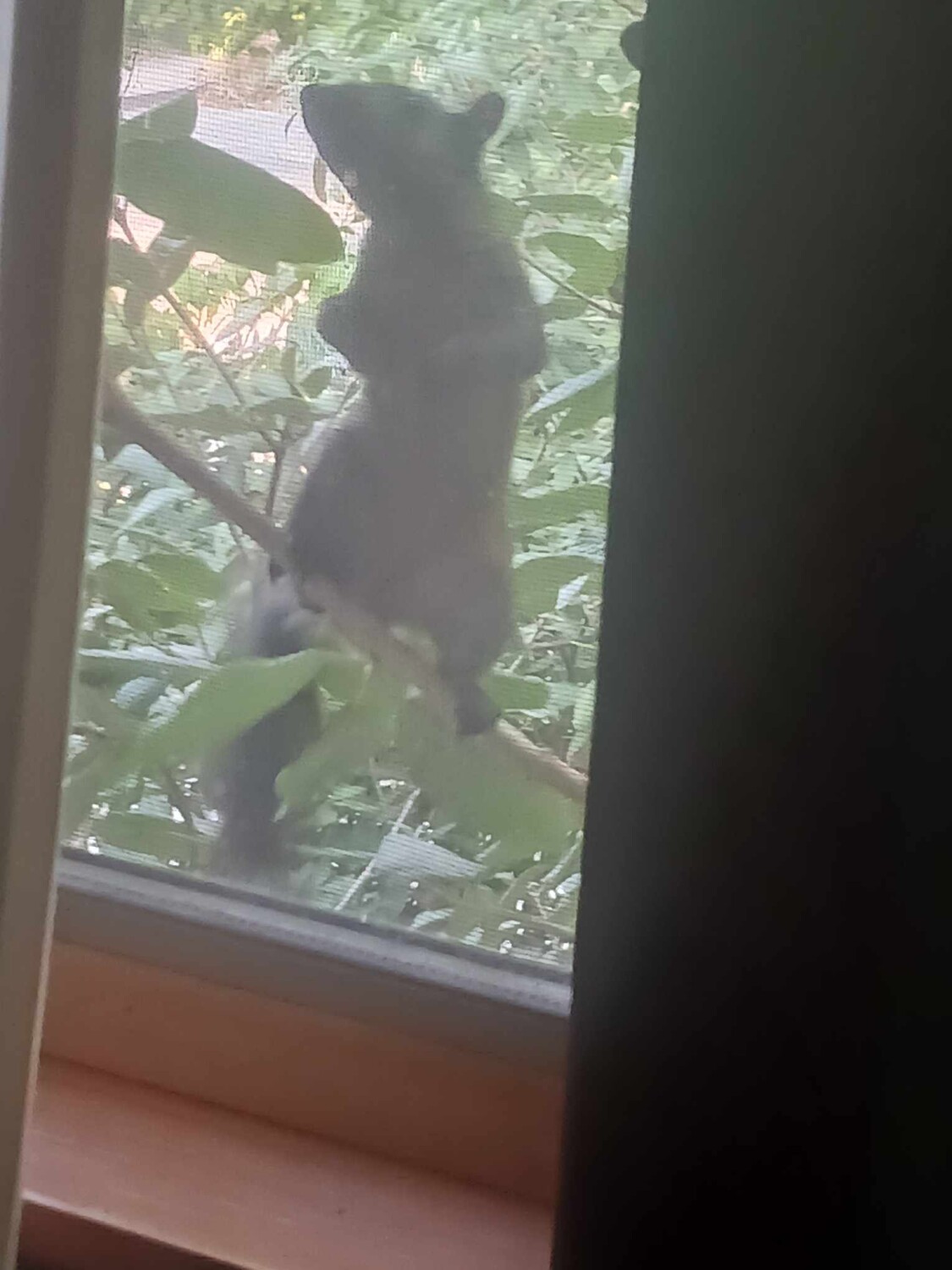 Crazy Squirrel