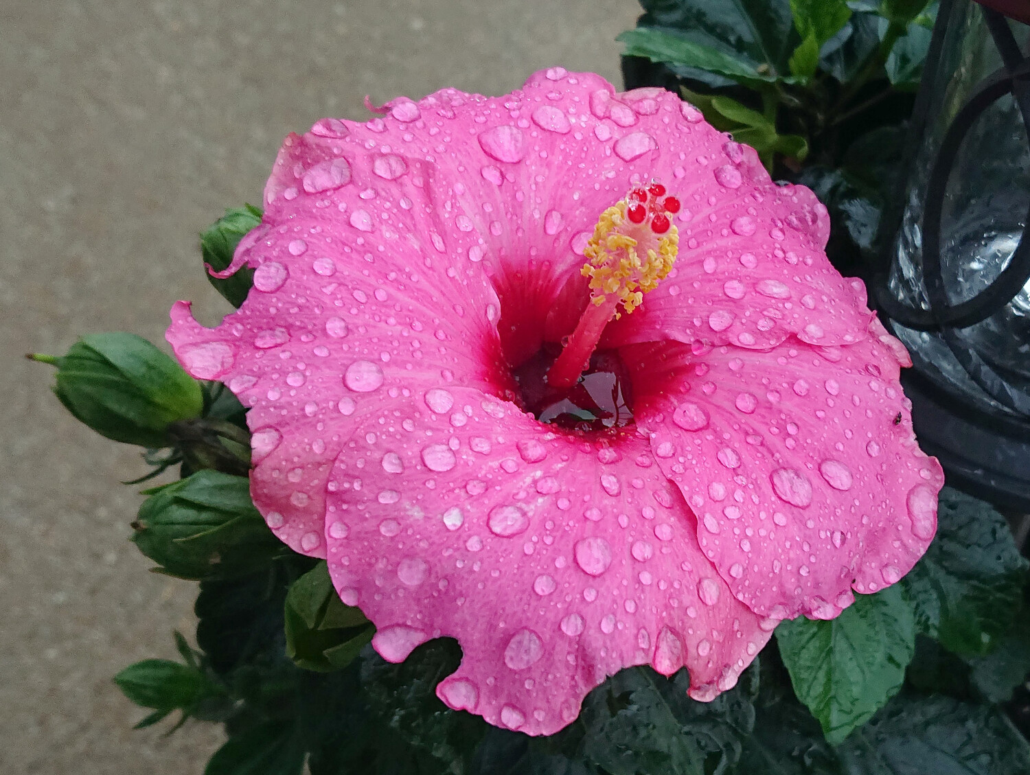 Hibiscus Droplets in Pink