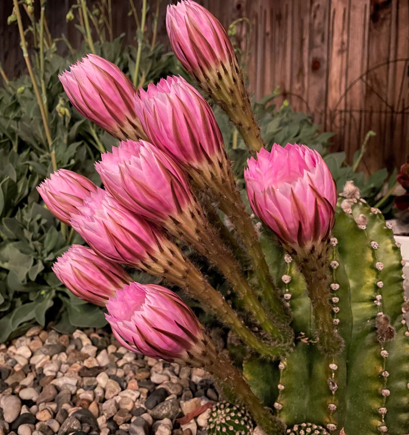 Echinopsis Eyriesii Pup