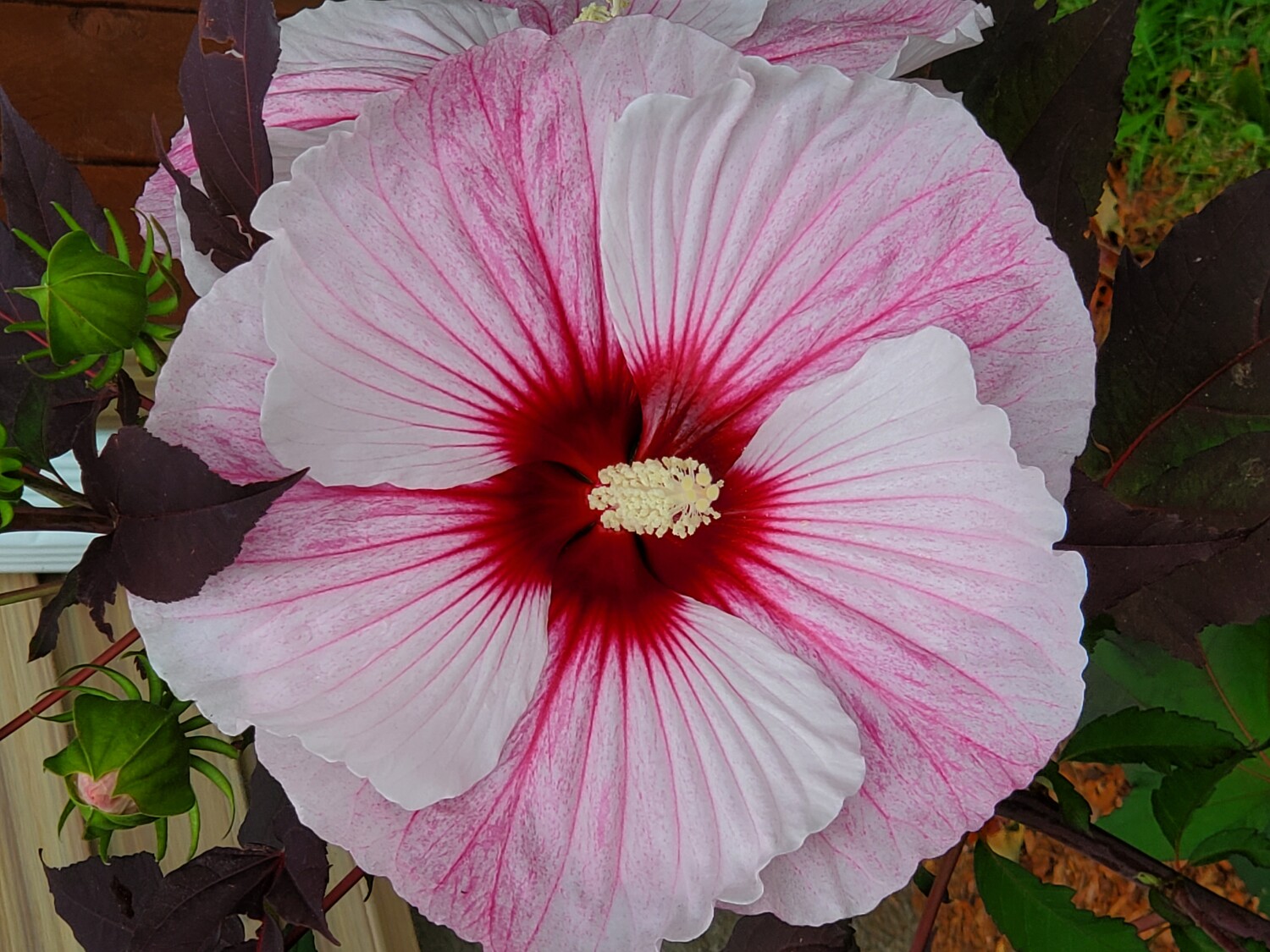 Pink Hibiscus