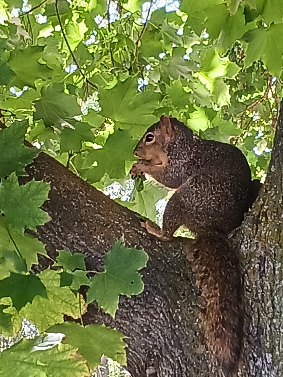Just a squirrel having lunch.