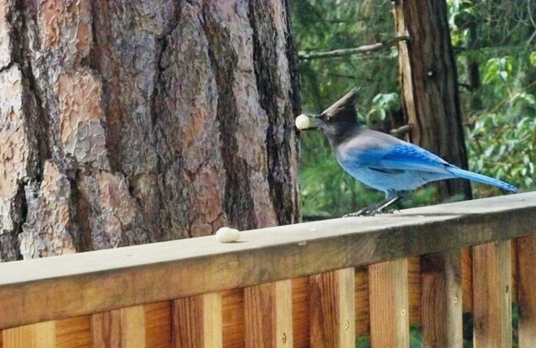 Blue birds love peanuts