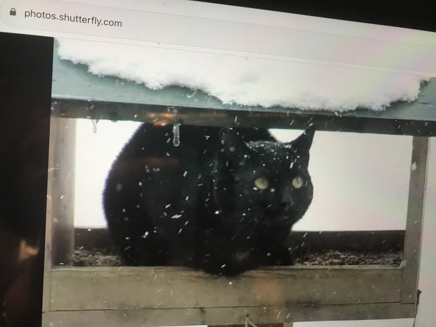 Tommy in bird feeder