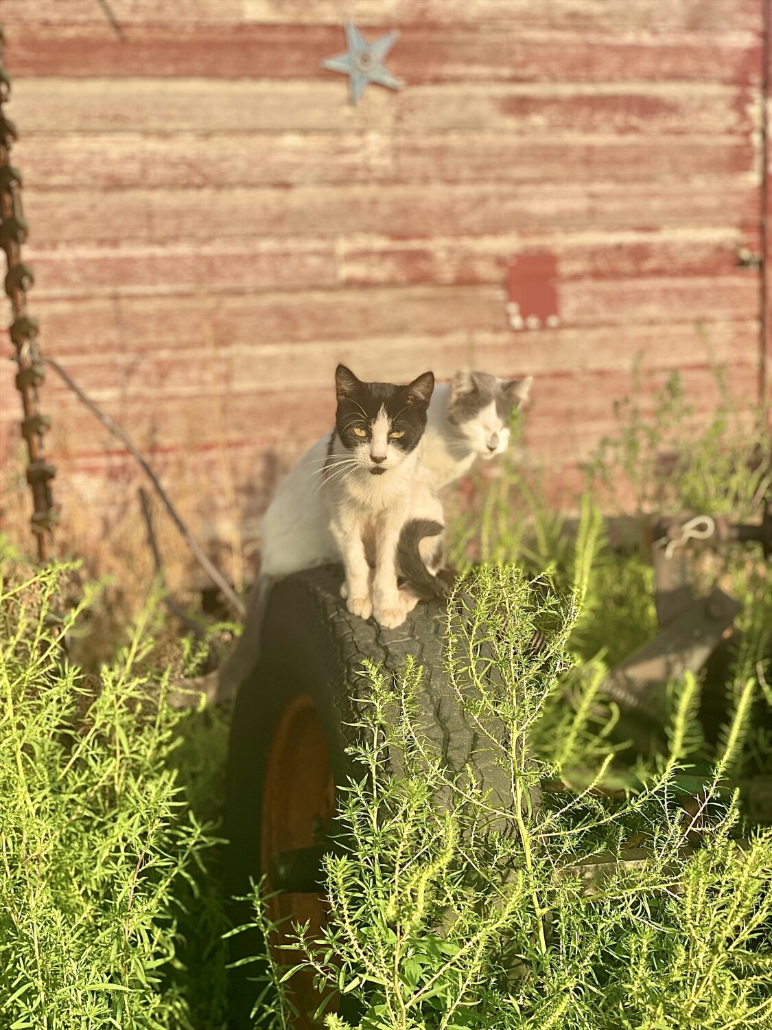Farm kitties