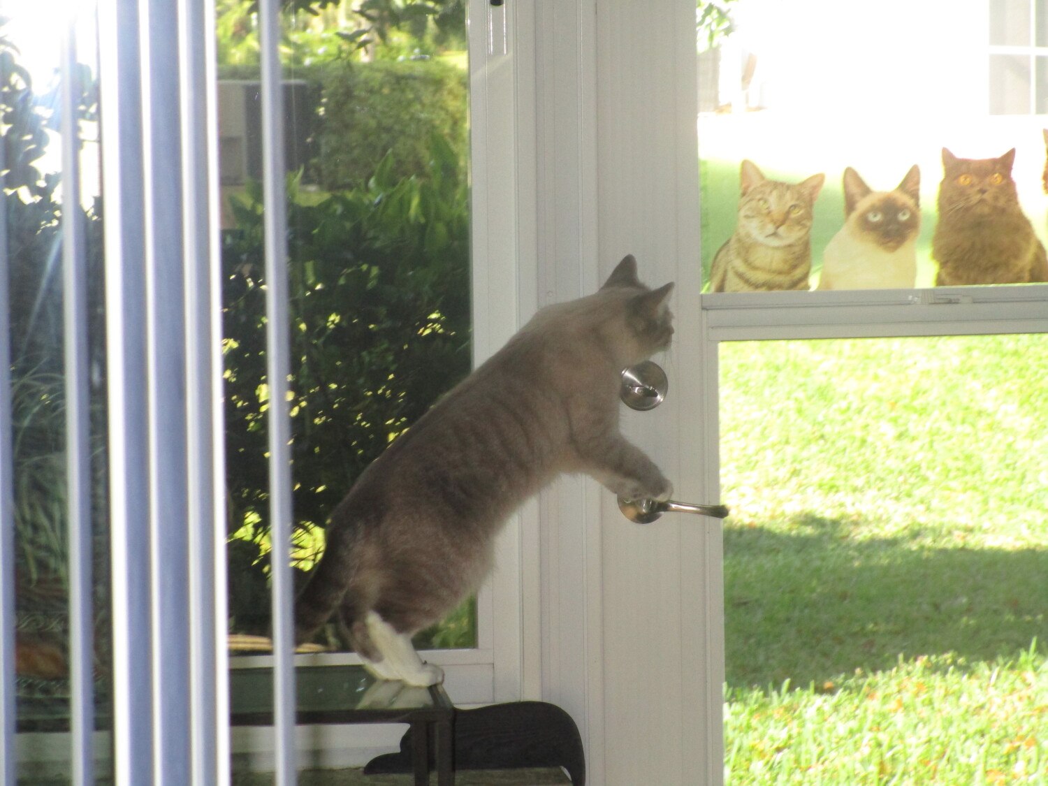 Roxy Trying To Escape