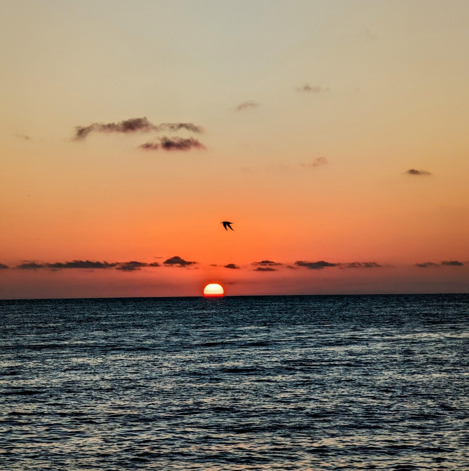 Sunset at Sunset cliff San Diego
