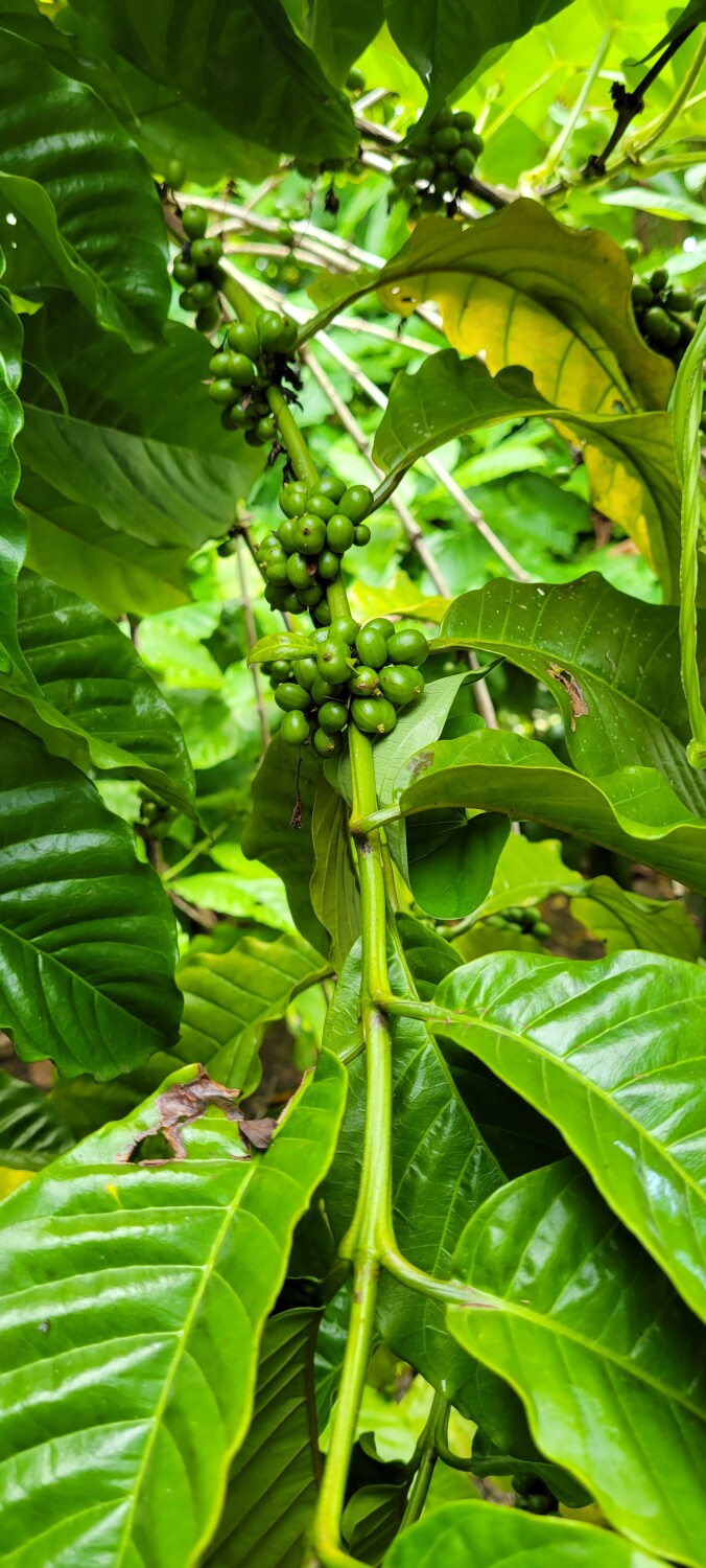 Life of a Coffee Bean