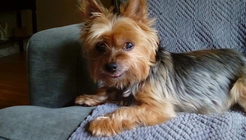 Senior Granddog Thor