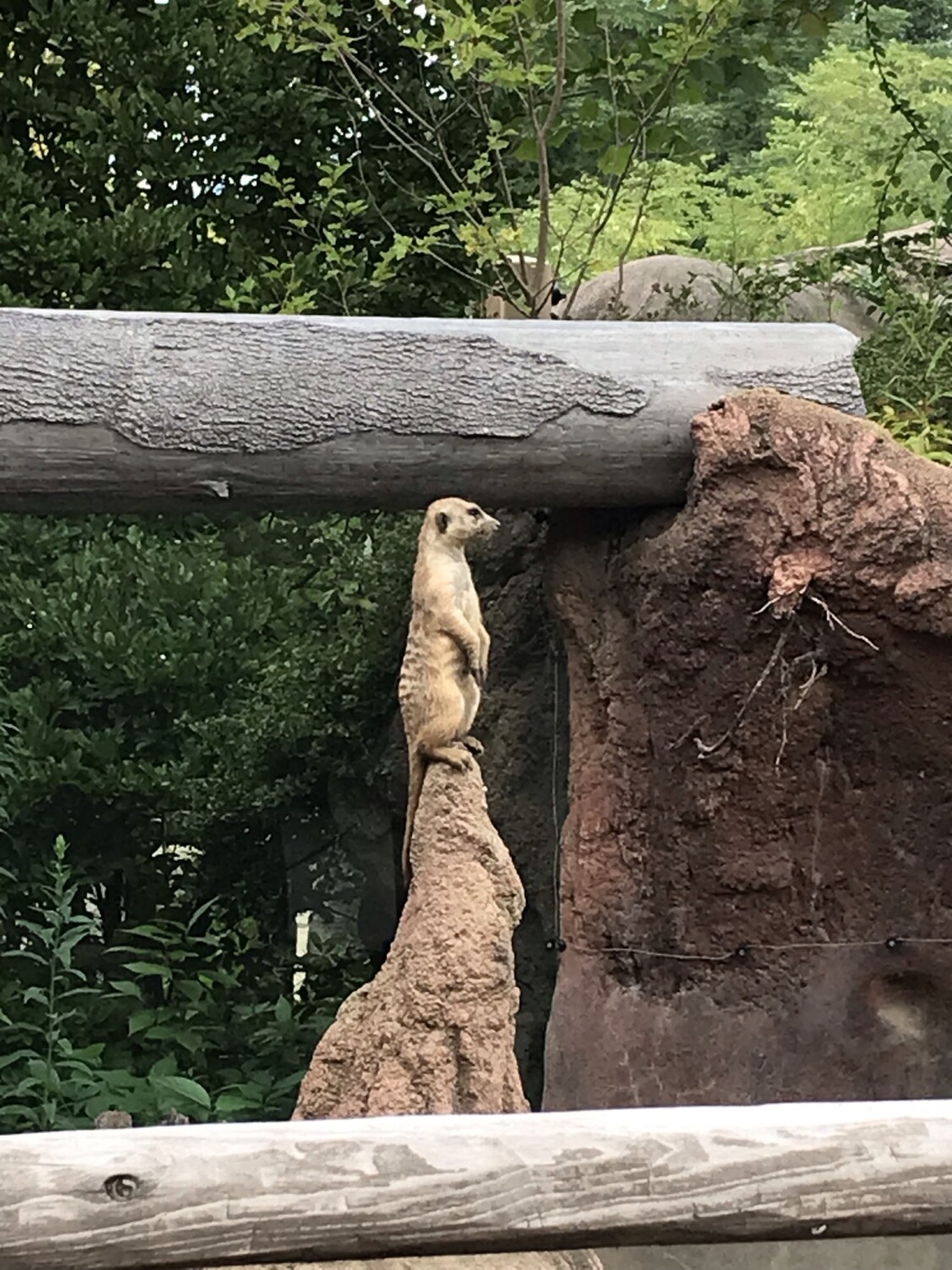 Meerkat Lookout