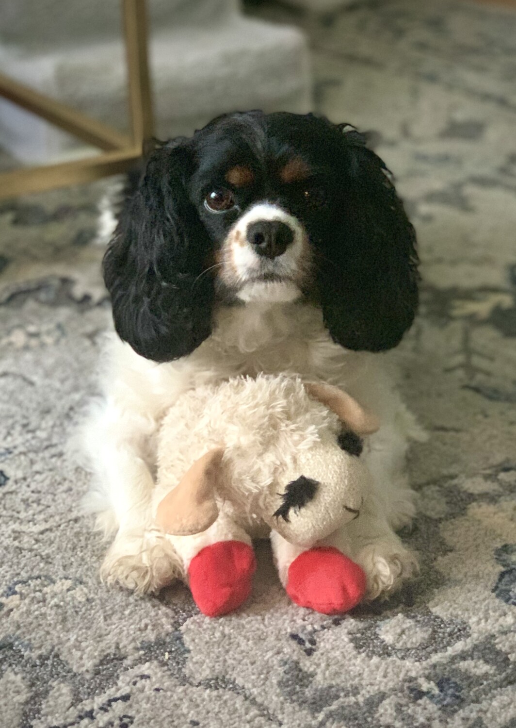 Prince loves LambChop