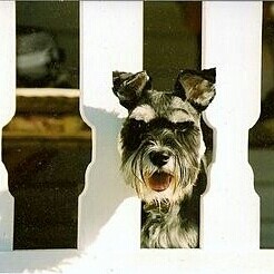 My sweet boy Scooter.