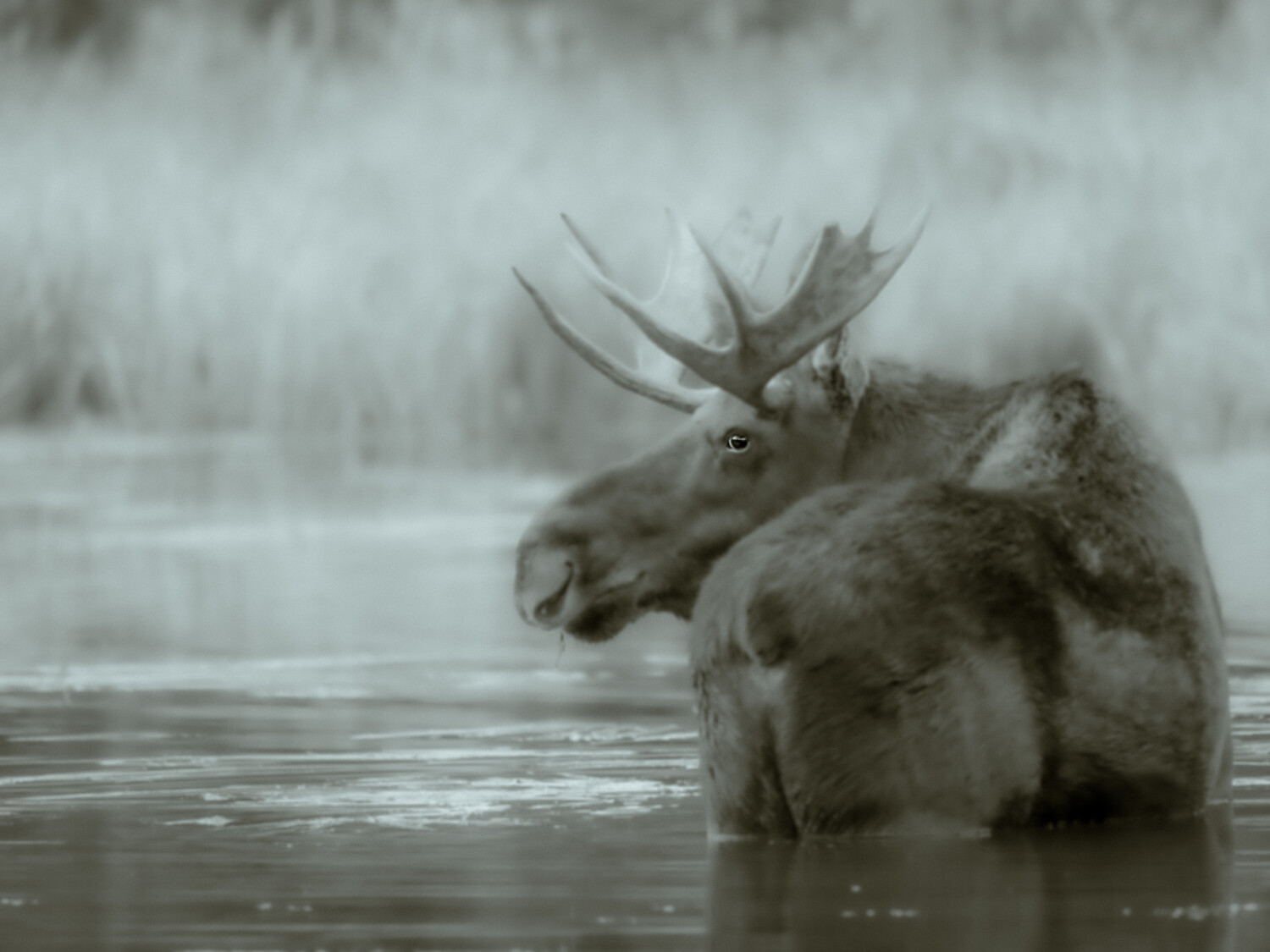 Misty Moose