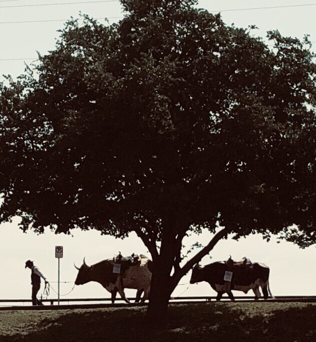 Till the cows come home!