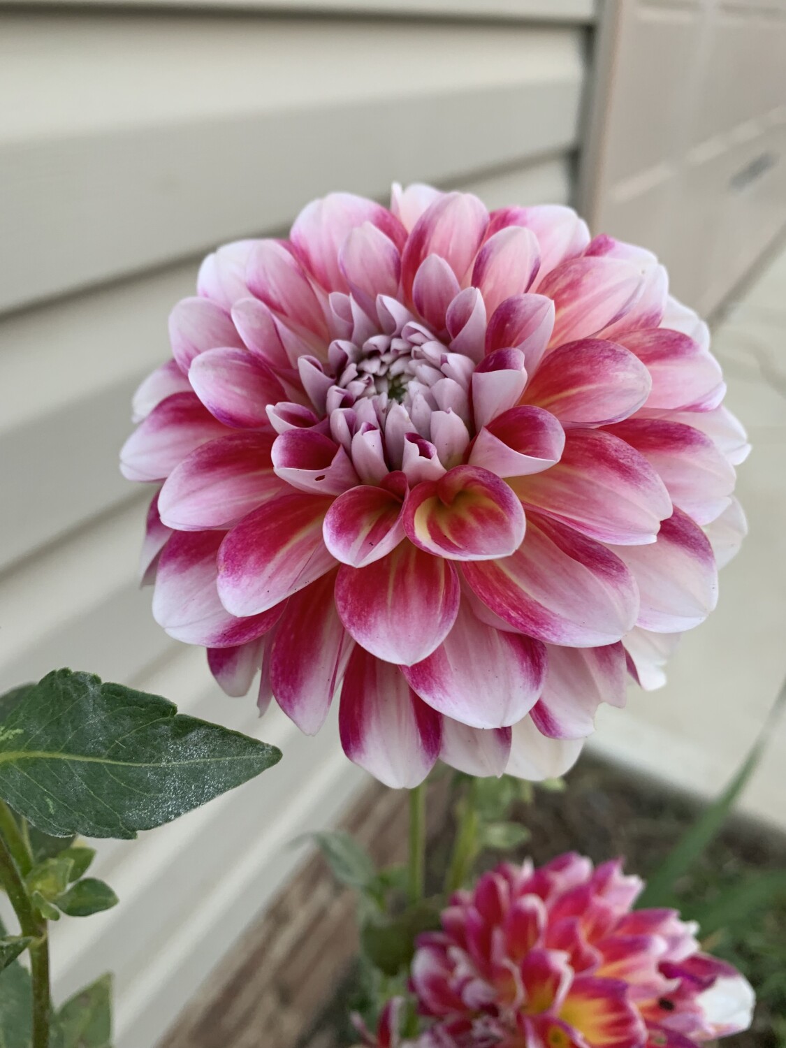 Dahlia