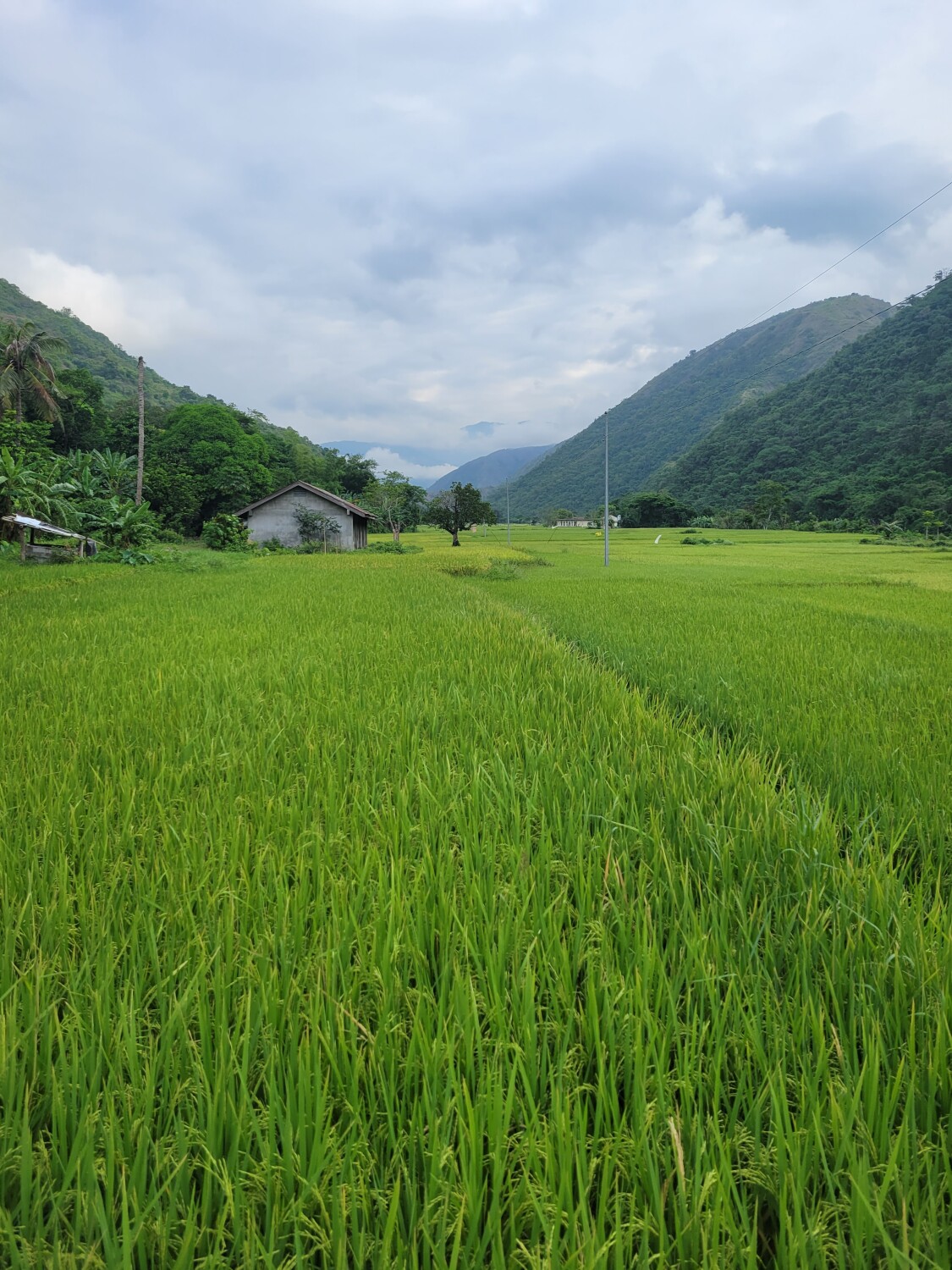 Rice Production