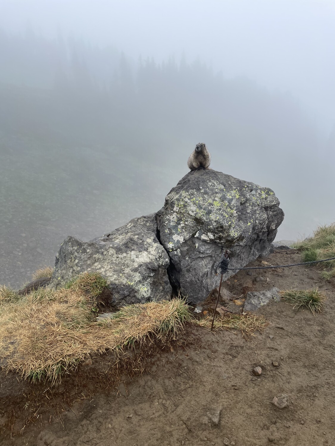 The magical scenery of Mt.Rainier Washington State