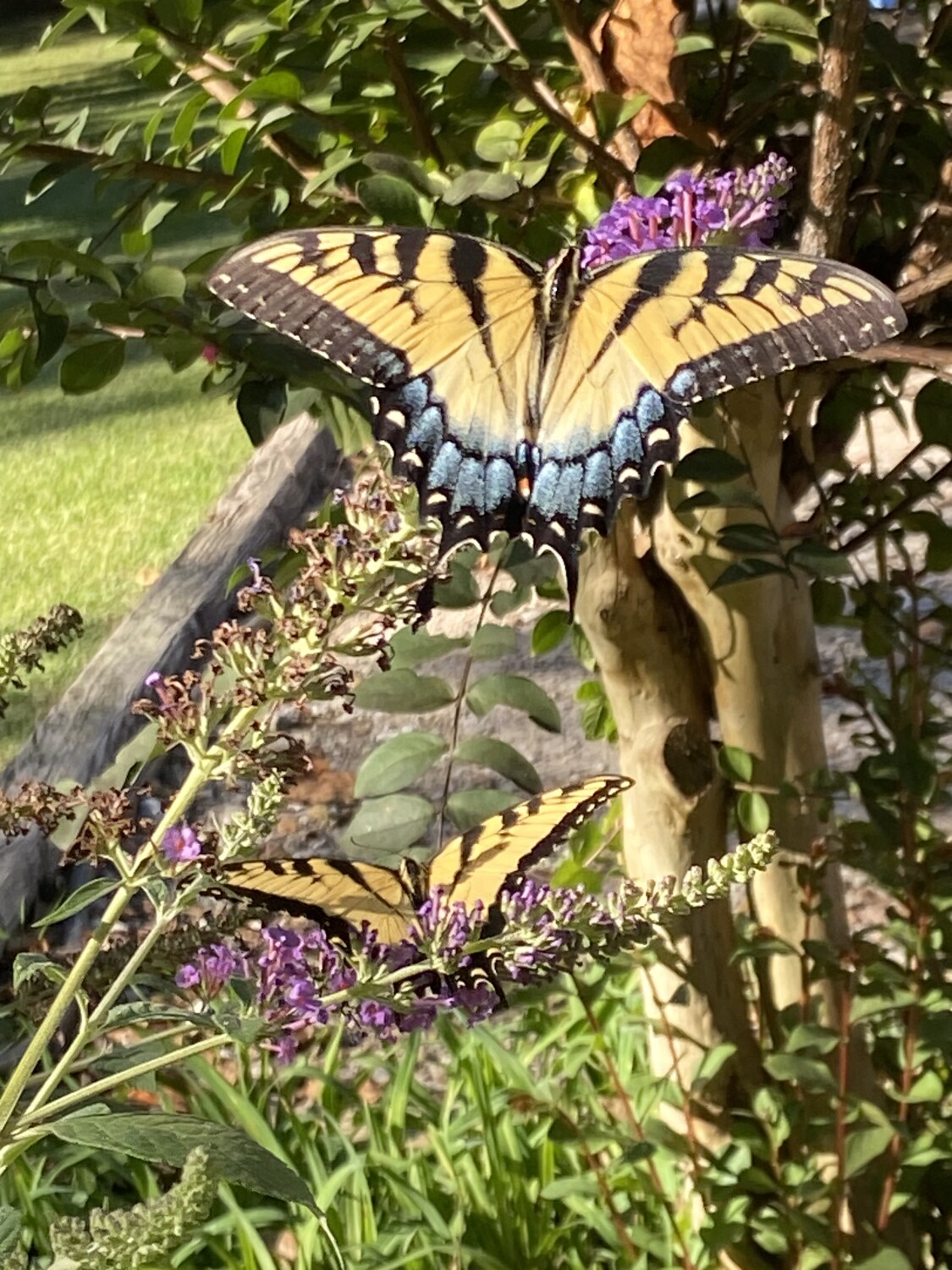 Butterflies at play!