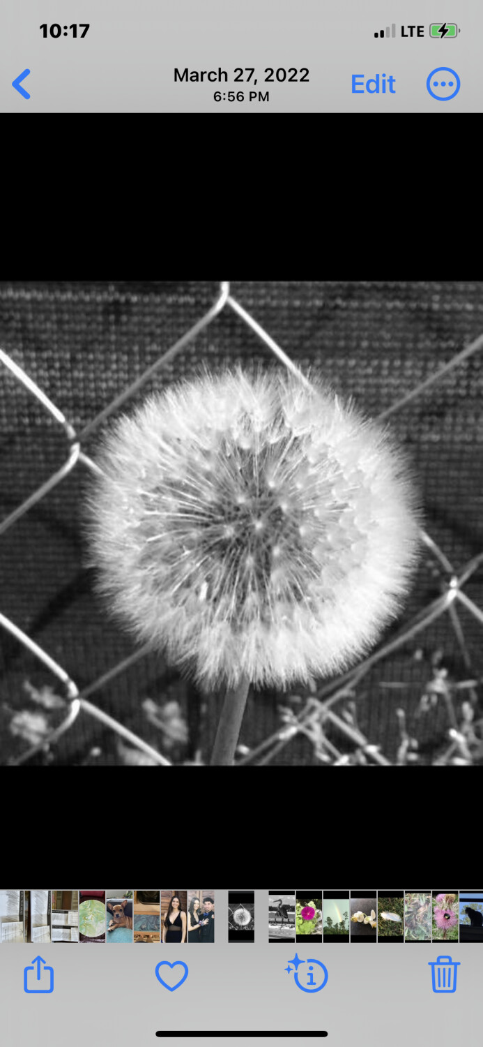 Dandelion