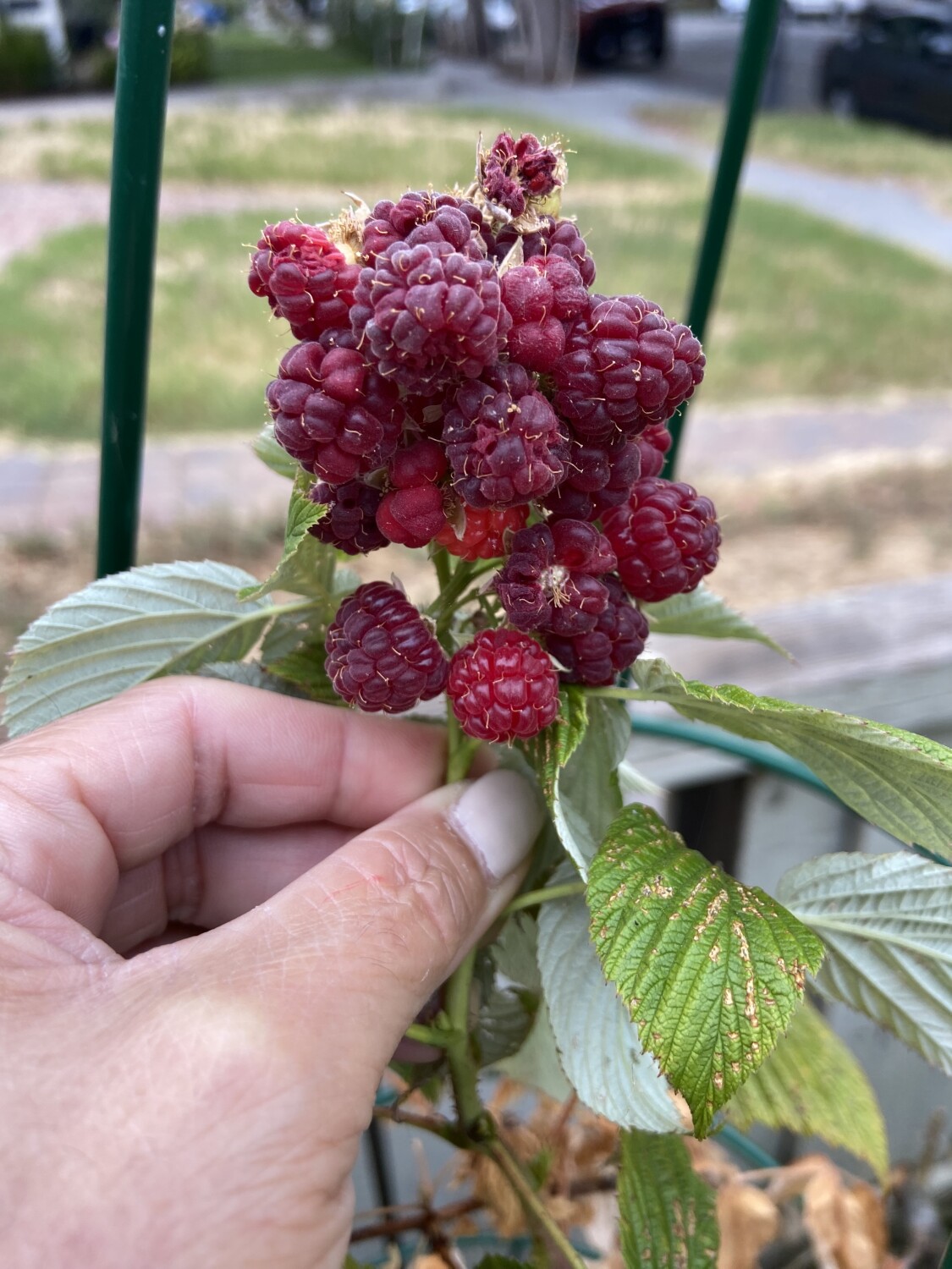 Organic Raspberries
