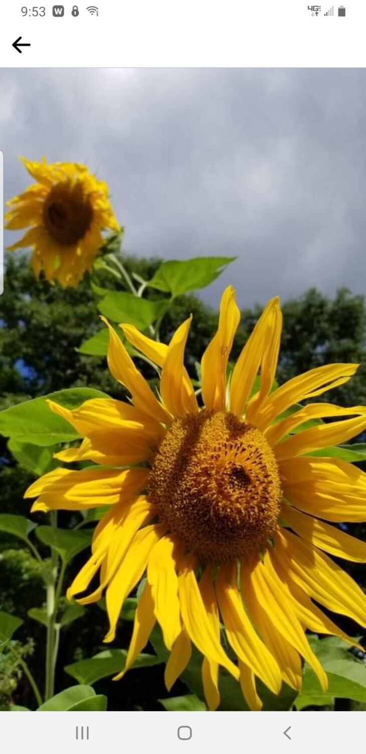 Sunflower