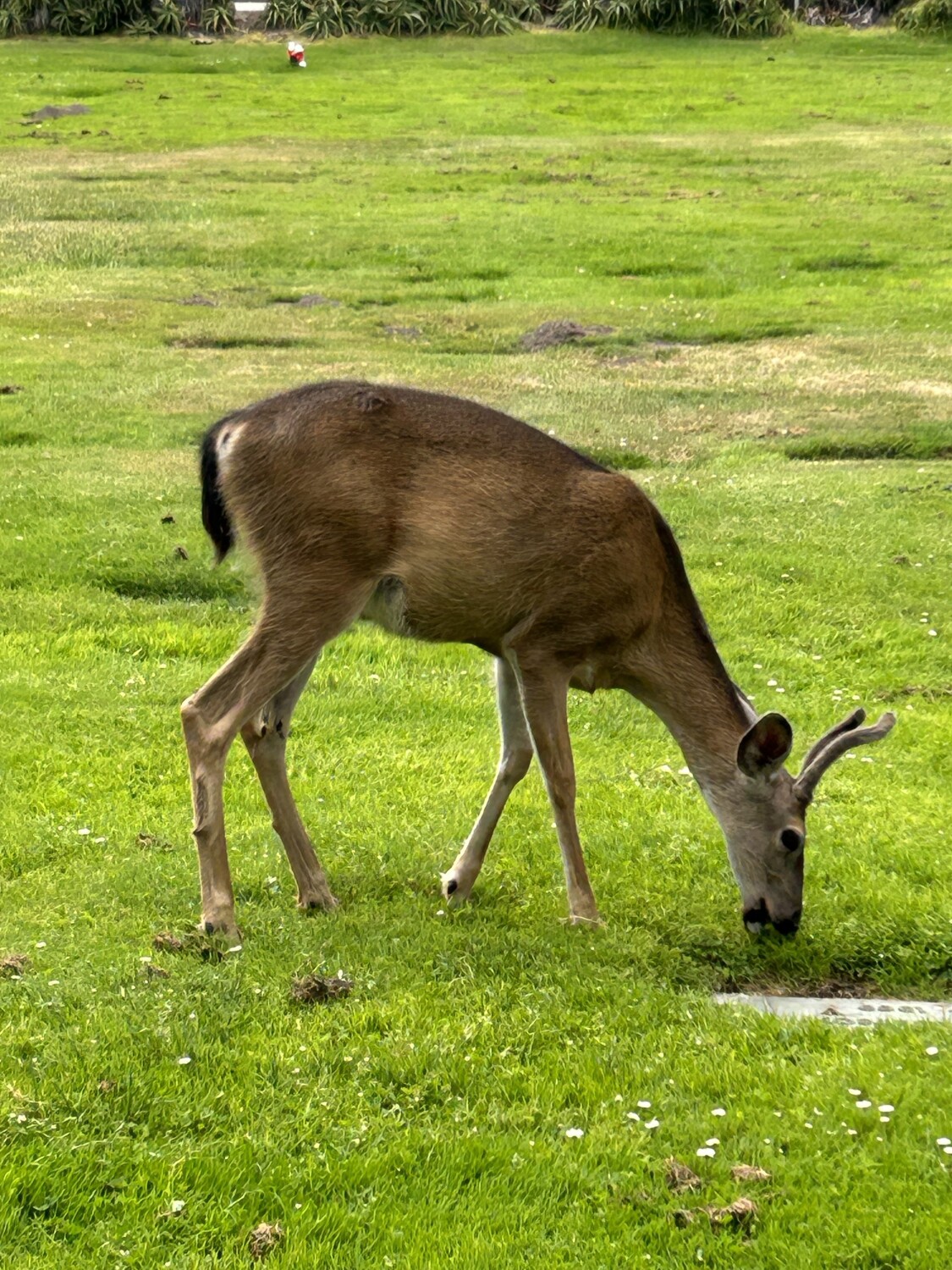 Mont Deer