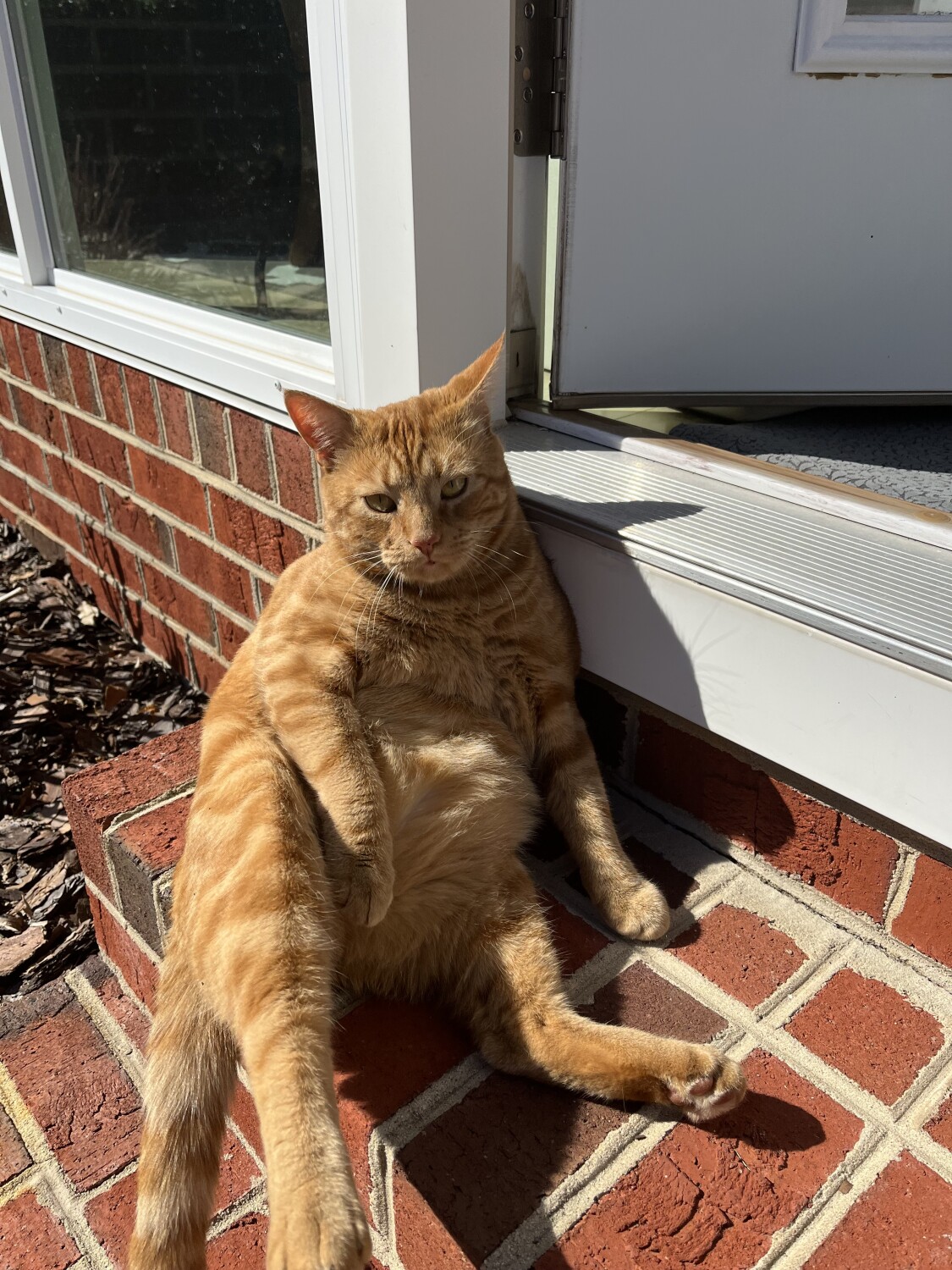 Found My Forever Home