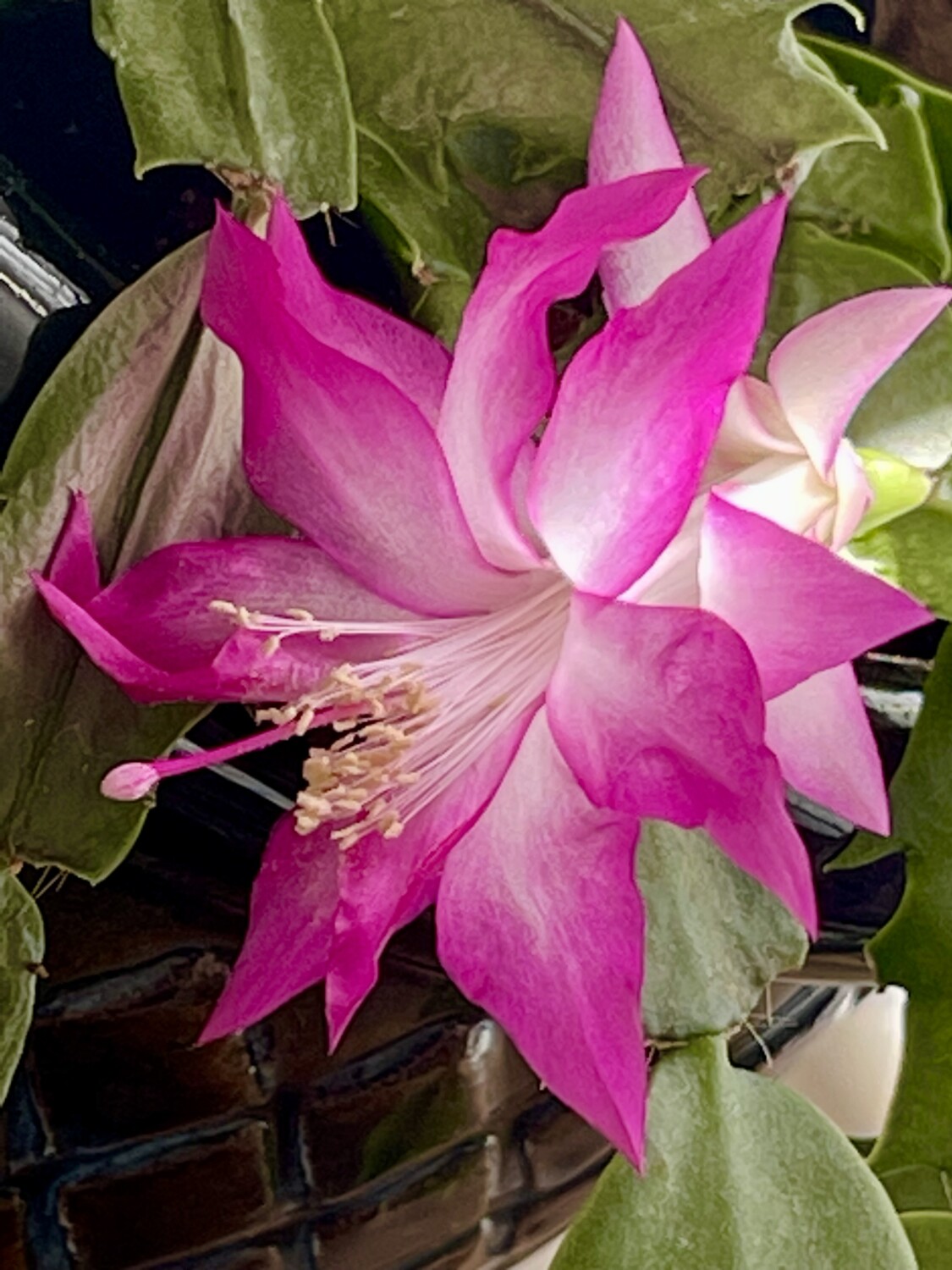 Light in Pink Flower