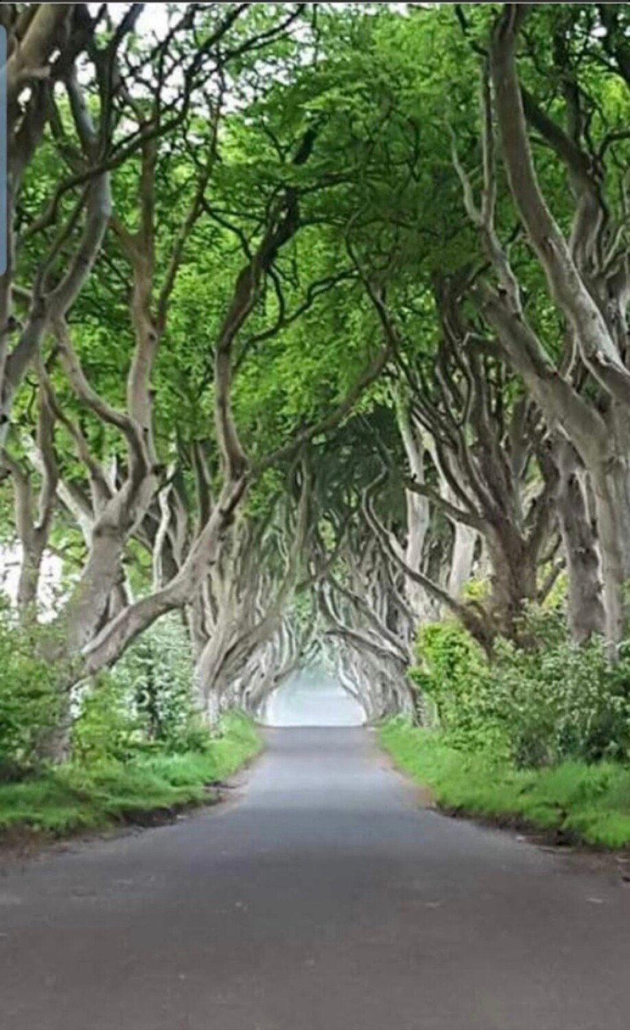 Dark hedges