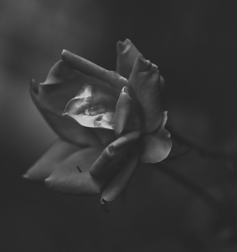 A rose by any other name wouldn't look at sweet