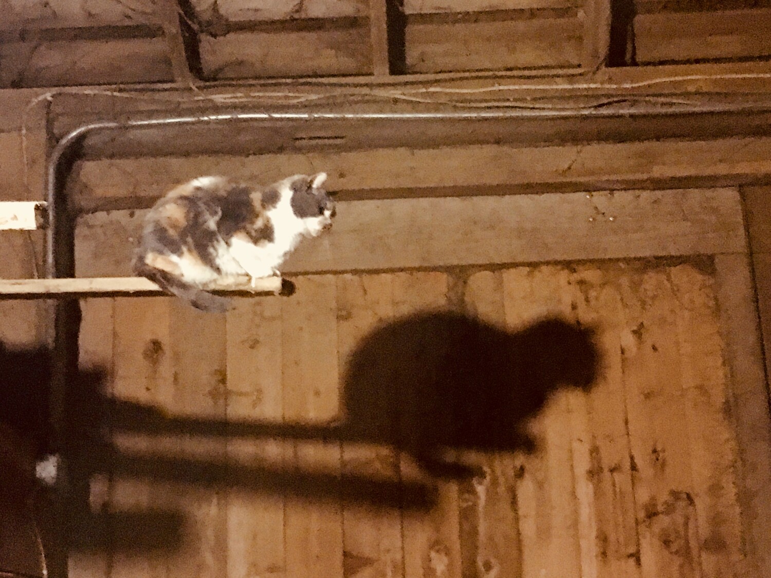 “A barn cats perspective”
