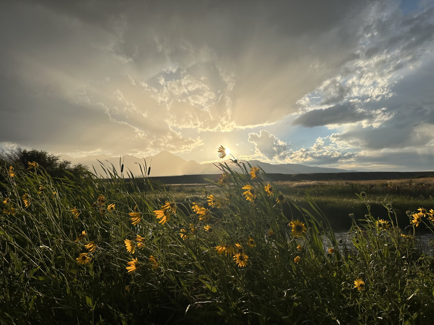 Sunset flowers
