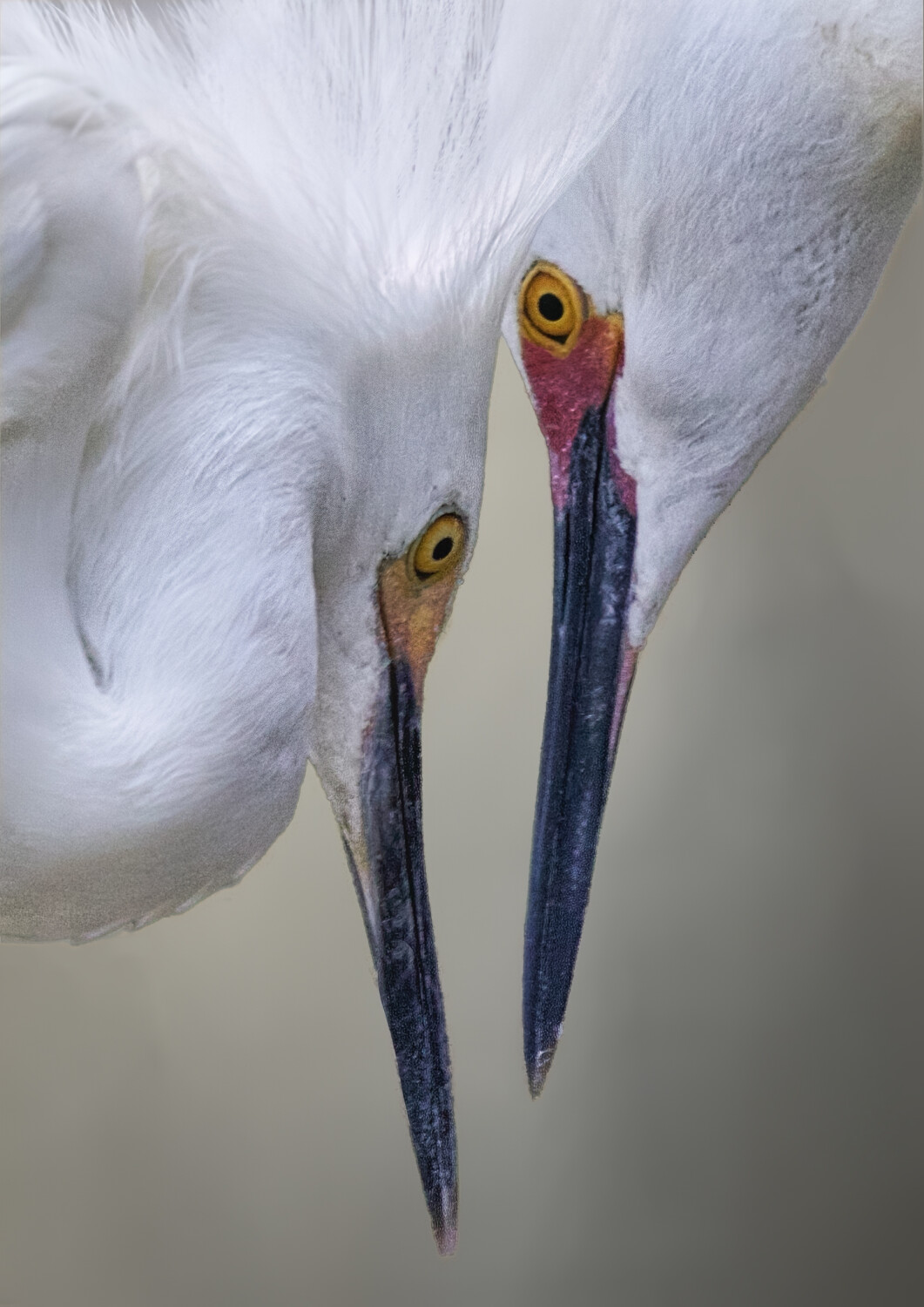 Snowy Egret Breeding Pair