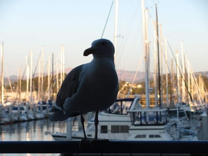 Just stop to say hi thru the window!