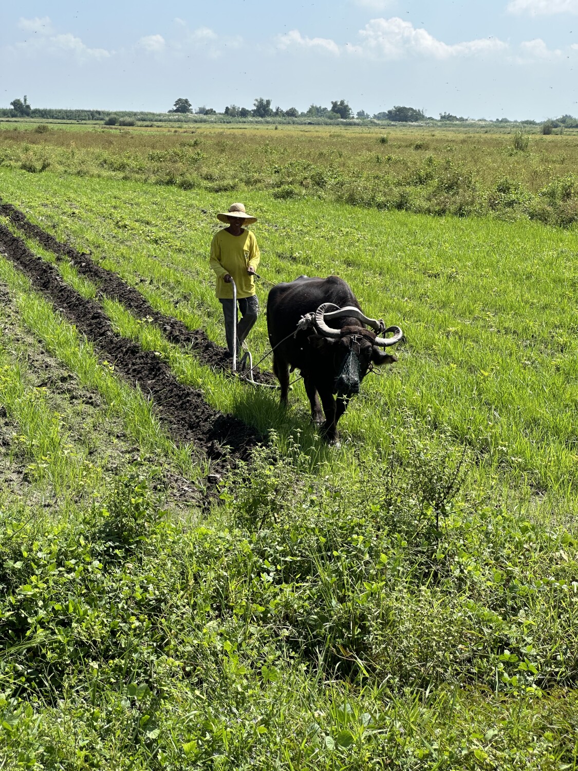 Plowing the field