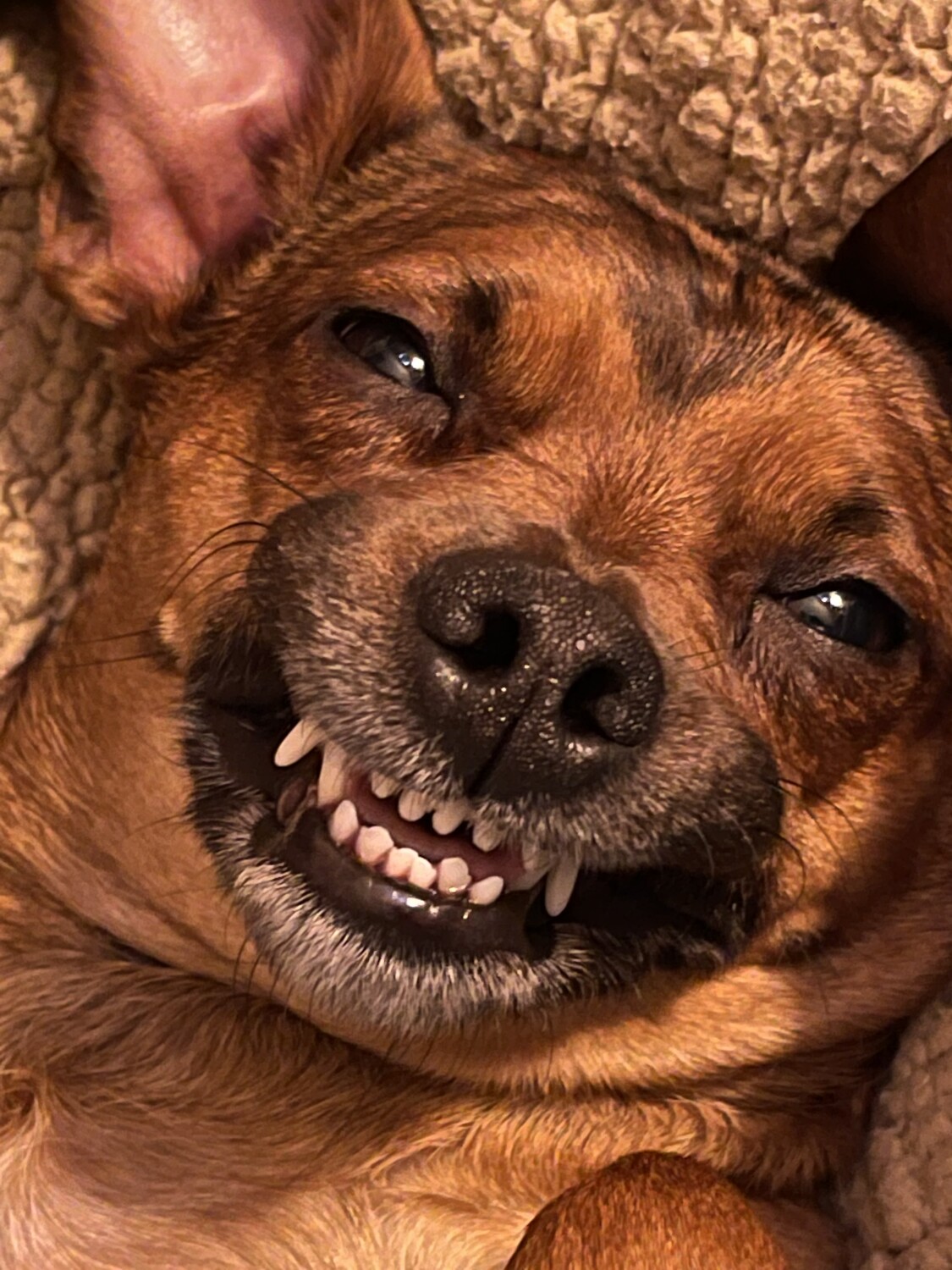 Rosie million dollar smile