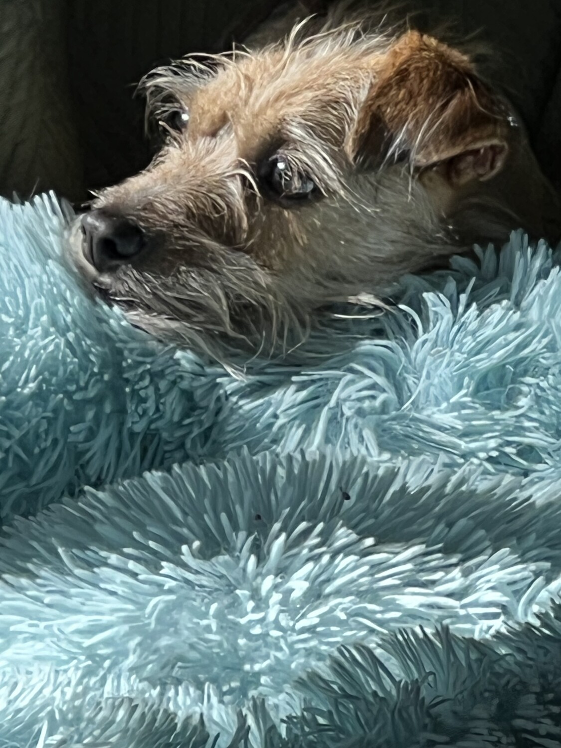 The Pondering's Of Miss Maple