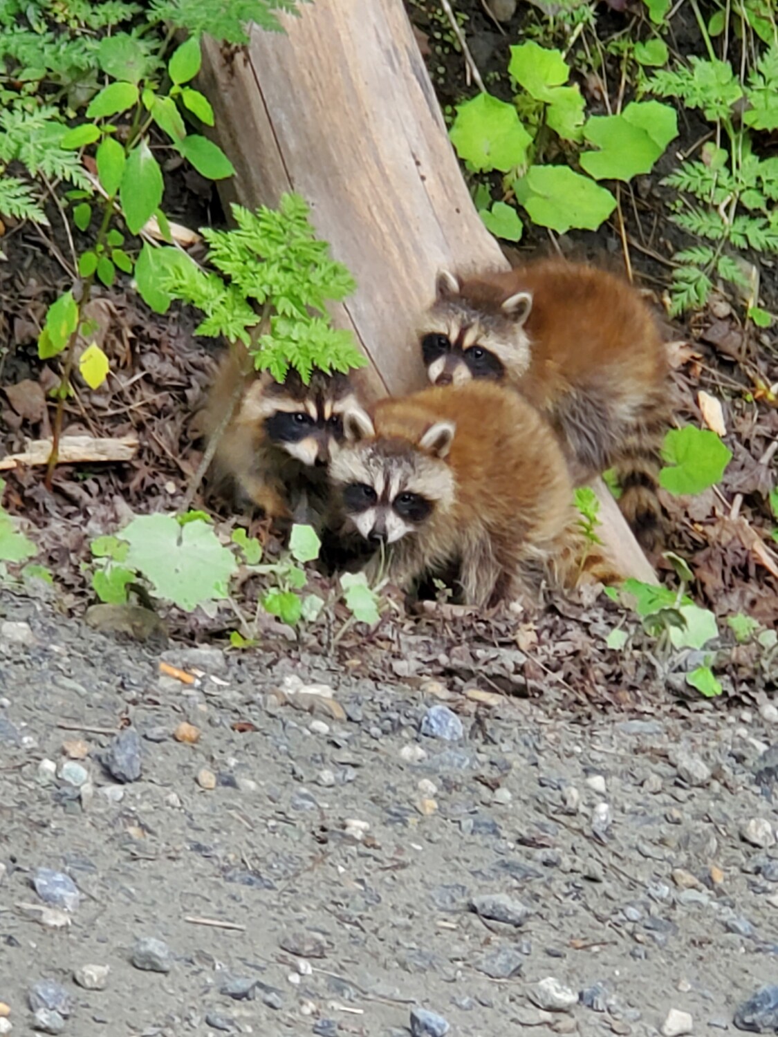 Three little rascals