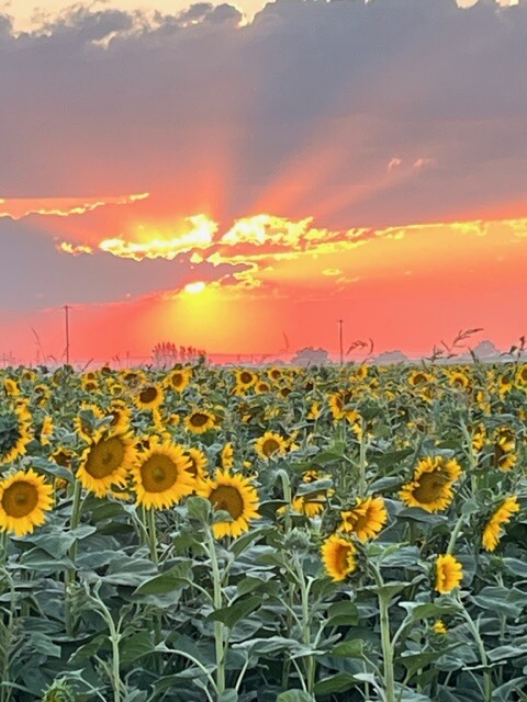 SUNSETTER SUNFLOWERS
