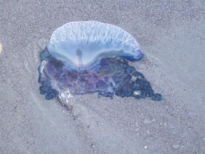 My reflection in a jellyfish
