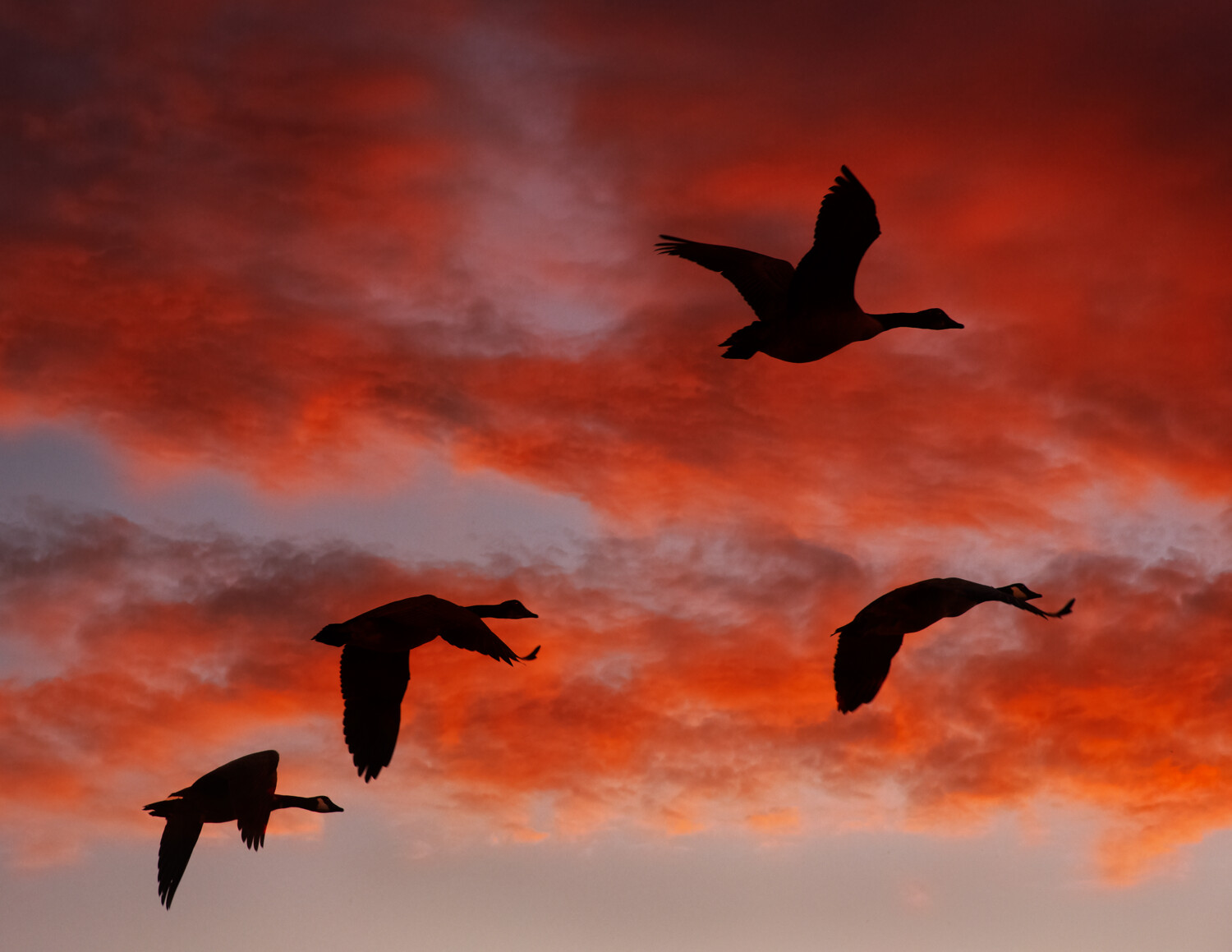 Geese at sundown.