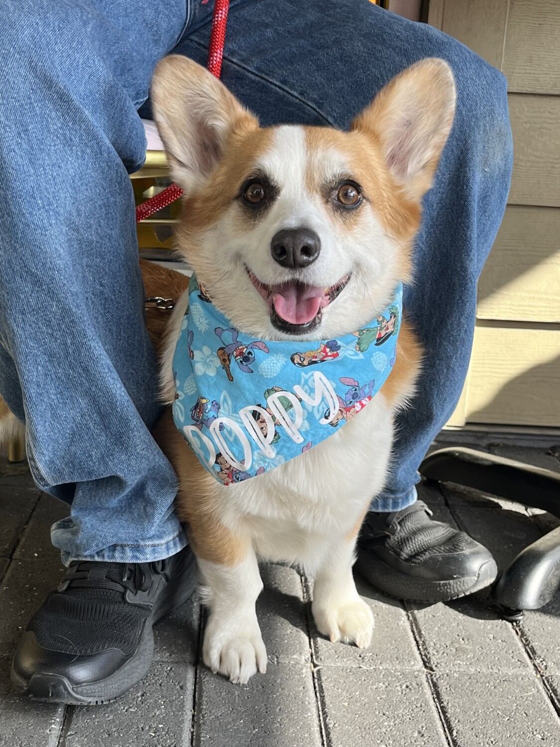 PoppyTheCorgi7