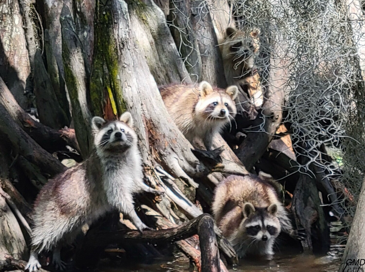 Pulled Raccoon Competition Page | Wild Raccoons on Honey Island Swamp, Slidell, LA ...