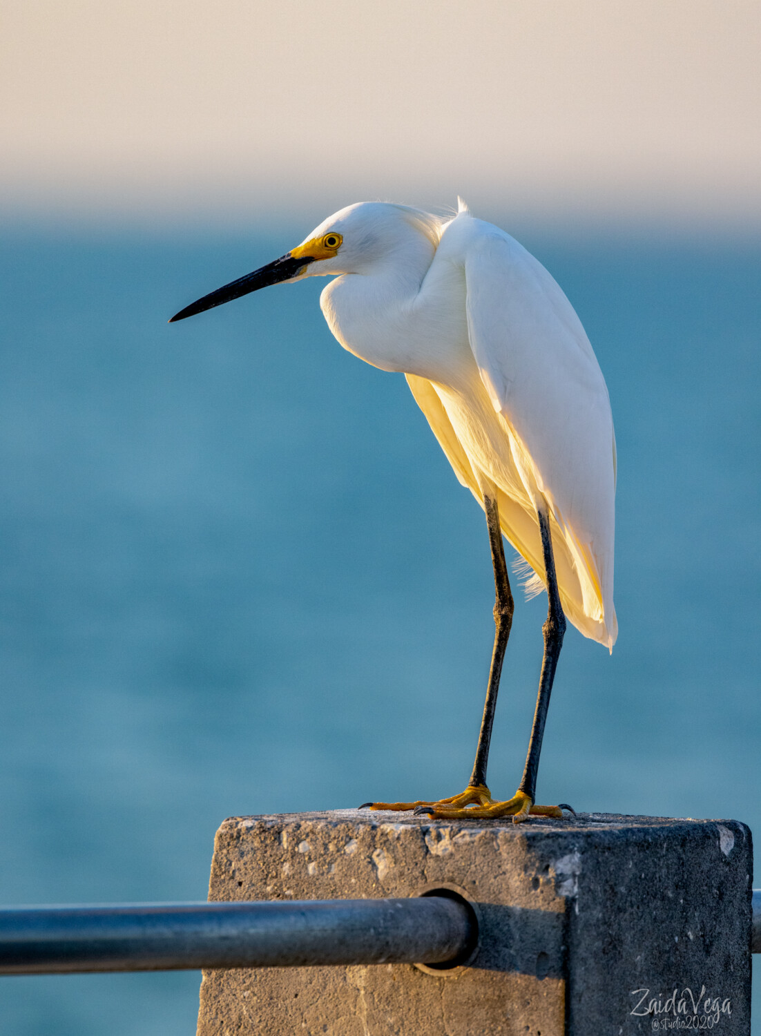 egret in the sunset