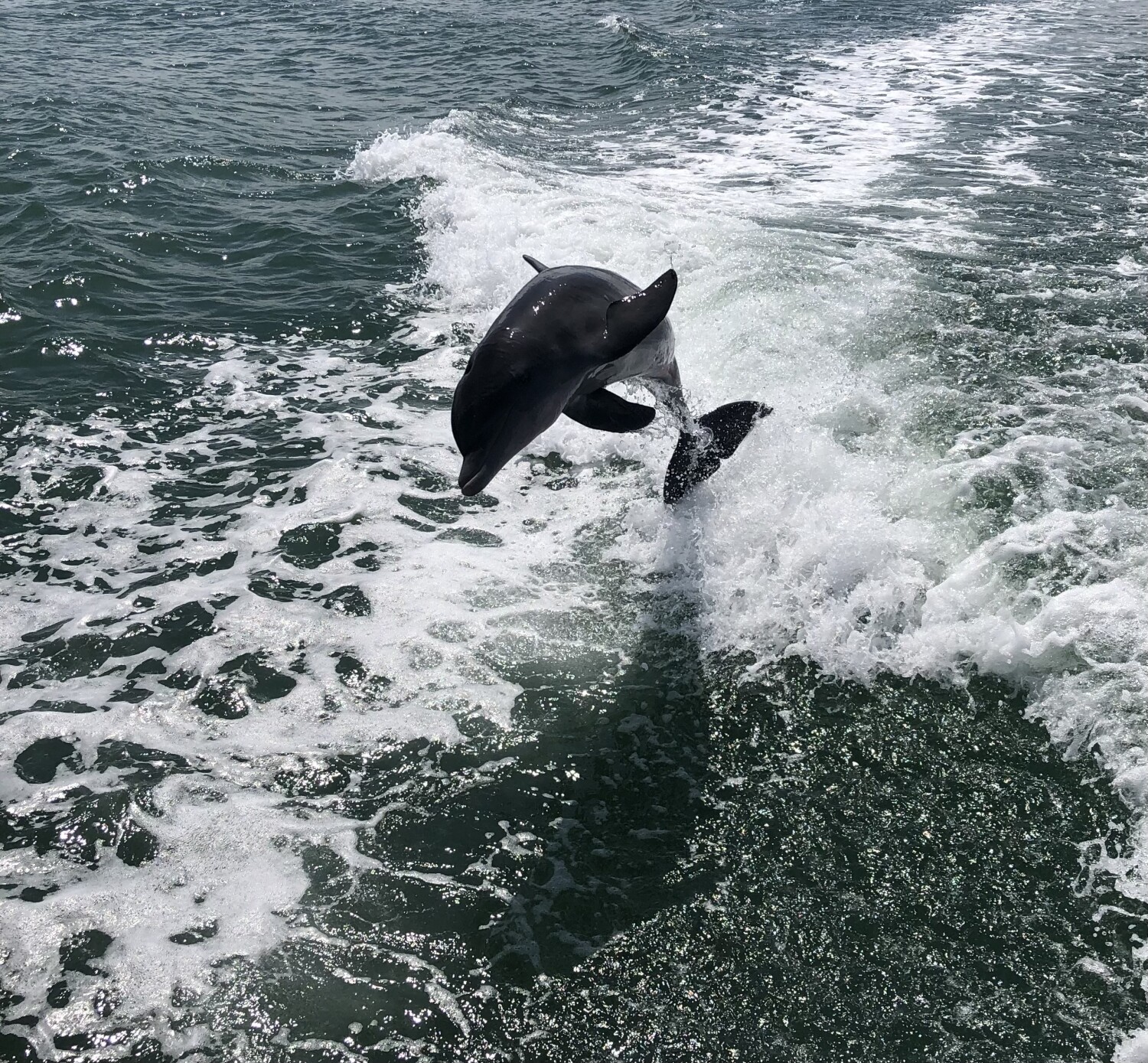 Dolphin Fun