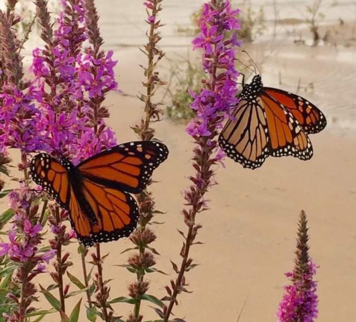 Butterflies on the beach (Lake Michigan)